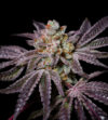 Insanity OG Feminized Seeds by Pure Instinto