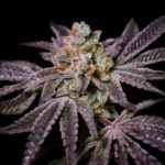 Insanity OG Feminized Seeds by Pure Instinto
