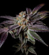 Insanity OG Feminized Seeds by Pure Instinto - Image 3
