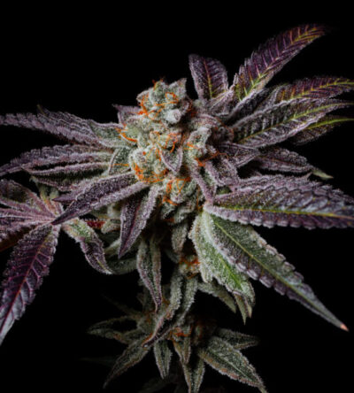 Insanity OG Feminized Seeds by Pure Instinto - Image 3