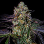 Kushmallow Feminized Seeds by Pure Instinto