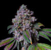 La Macedonia Feminized Seeds by Pure Instinto