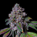 La Macedonia Feminized Seeds by Pure Instinto