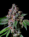 La Macedonia Feminized Seeds by Pure Instinto - Image 2