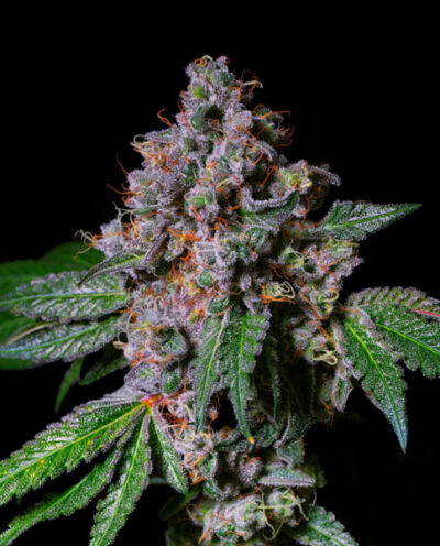 La Macedonia Feminized Seeds by Pure Instinto - Image 2