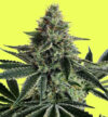 Lemon Storm Feminized Seeds by Pure Instinto