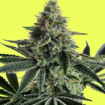 Lemon Storm Feminized Seeds by Pure Instinto