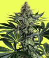 Lemon Storm Feminized Seeds by Pure Instinto - Image 3