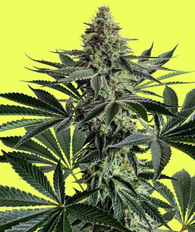 Lemon Storm Feminized Seeds by Pure Instinto - Image 3