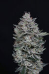 MAC² Autoflowering Seeds by Pure Instinto