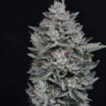 MAC² Autoflowering Seeds by Pure Instinto