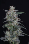 MAC² Autoflowering Seeds by Pure Instinto - Image 2