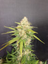 Melon Gum Feminized Seeds by Pure Instinto