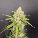 Melon Gum Feminized Seeds by Pure Instinto