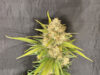 Melon Gum Feminized Seeds by Pure Instinto - Image 2