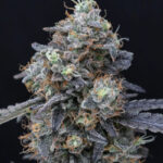 Minty Grape Kush Feminized Seeds by Pure Instinto