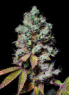 Mochi Feminized Seeds by Pure Instinto - Image 2