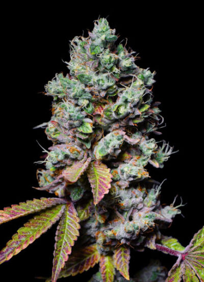 Mochi Feminized Seeds by Pure Instinto - Image 2