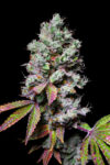 Mochi Feminized Seeds by Pure Instinto