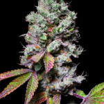Mochi Feminized Seeds by Pure Instinto