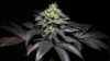Peanut Butter Cookies Feminized Seeds by Pure Instinto