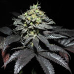Peanut Butter Cookies Feminized Seeds by Pure Instinto