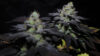 Peanut Butter Cookies Feminized Seeds by Pure Instinto - Image 3