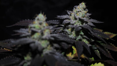 Peanut Butter Cookies Feminized Seeds by Pure Instinto - Image 3