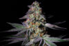 Pure Glitter Feminized Seeds by Pure Instinto