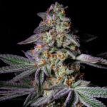 Pure Glitter Feminized Seeds by Pure Instinto