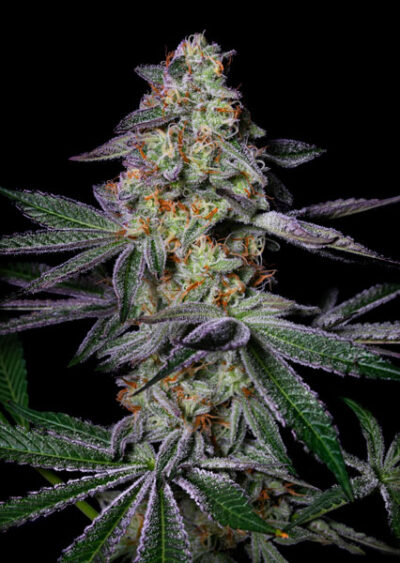 Pure Glitter Feminized Seeds by Pure Instinto - Image 2