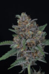 Purple Punch Autoflowering Seeds by Pure Instinto