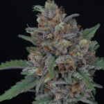 Purple Punch Autoflowering Seeds by Pure Instinto