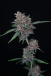 Purple Punch Autoflowering Seeds by Pure Instinto - Image 2