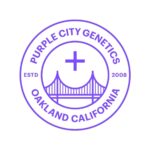 Marrakesh Feminized Seeds by Purple City Genetics
