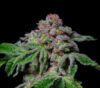 Sour Aloha Feminized Seeds by Pure Instinto