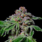 Sour Aloha Feminized Seeds by Pure Instinto