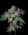 Sour Aloha Feminized Seeds by Pure Instinto - Image 4