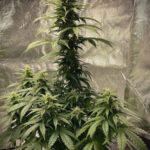Strawberry Shortcake Autoflowering Seeds by Pure Instinto