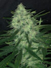 Wedding Cake Feminized Seeds by Pure Instinto