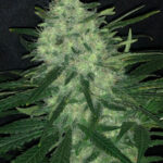 Wedding Cake Feminized Seeds by Pure Instinto