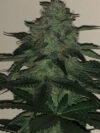 Wedding Cake Feminized Seeds by Pure Instinto - Image 3