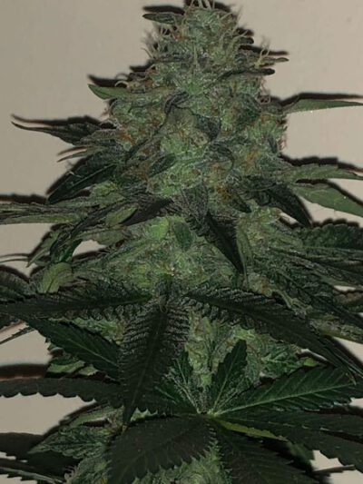 Wedding Cake Feminized Seeds by Pure Instinto - Image 3