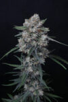 Whipped Runtz Autoflowering Seeds by Pure Instinto