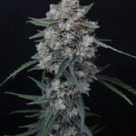 Whipped Runtz Autoflowering Seeds by Pure Instinto