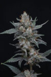 Whipped Runtz Autoflowering Seeds by Pure Instinto - Image 2