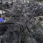Butter Balm Feminized Seeds by Solfire Gardens