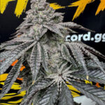Dirty Water Feminized Seeds by Solfire Gardens