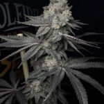 Lucid Vision Feminized Seeds by Solfire Gardens