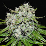 Neville's Rose Auto Seeds by Delicious Seeds